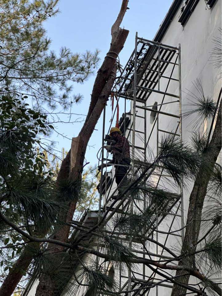 排除隱患，國資公司砍樹解民憂