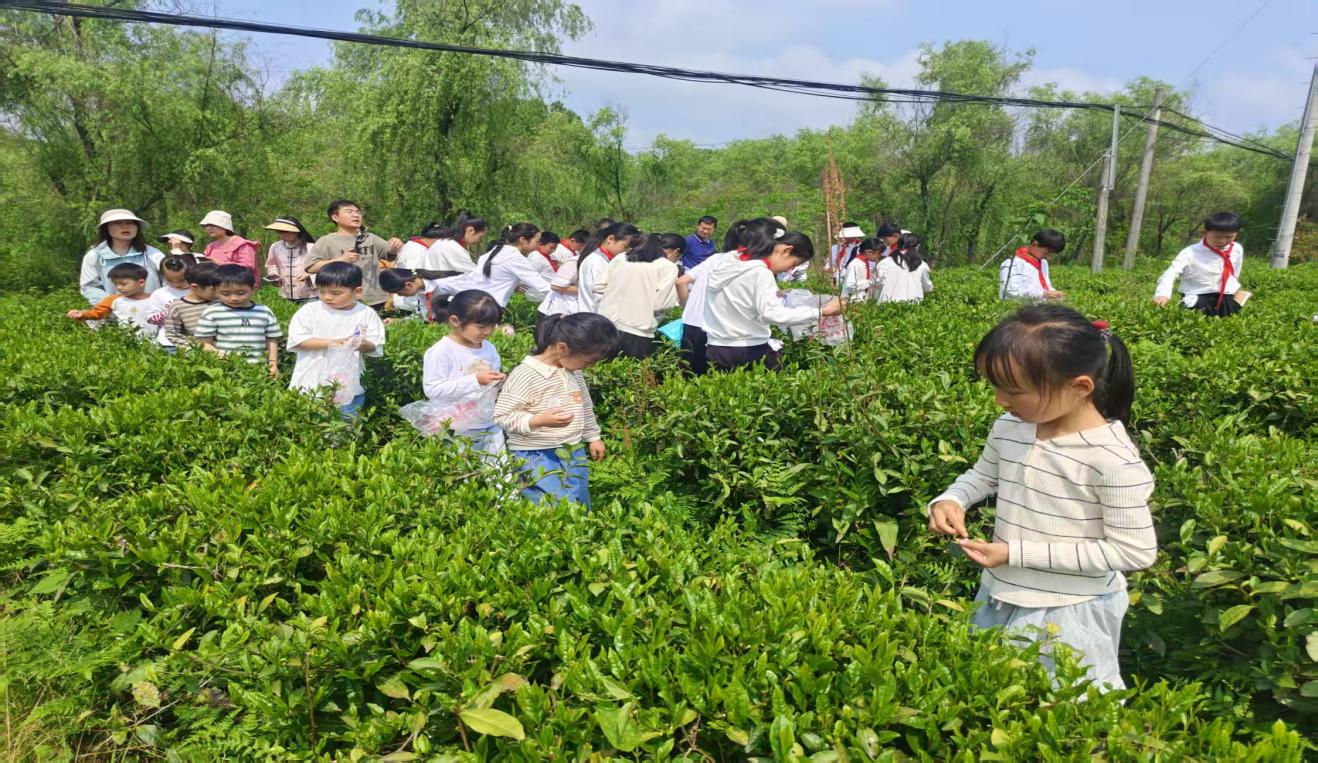 區(qū)關(guān)工委組織學(xué)生到實(shí)驗(yàn)茶場開展茶文化主題實(shí)踐活動(dòng)